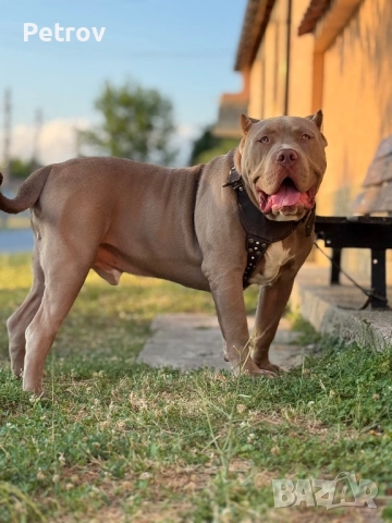 Американско були, снимка 12 - Питбул - 51911928
