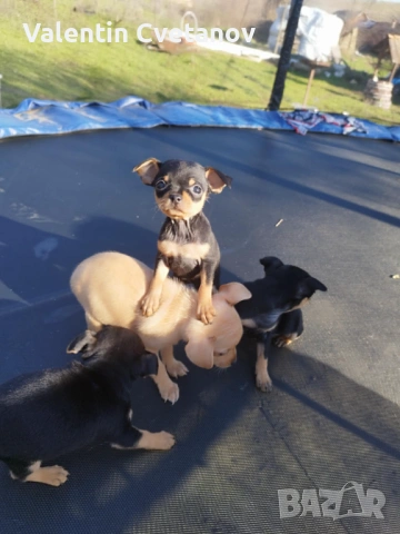  кученца , снимка 11 - Пинчер - 53499522