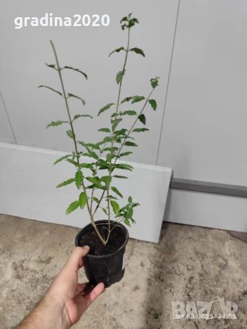 Кариоптерис, снимка 4 - Разсади - 51247983