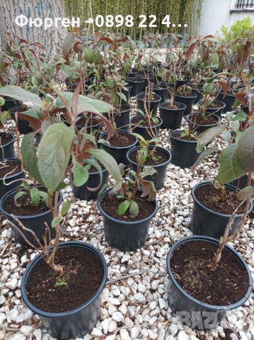 Хортензия aspera Hot Chocolate, снимка 4 - Разсади - 40532245