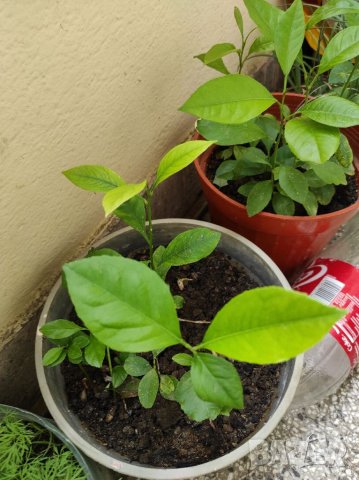 Разсад лимончета на 1,2,3,4,5 години по избор, снимка 6 - Градински цветя и растения - 37117894