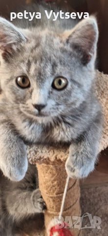 Продавам бриранско коте