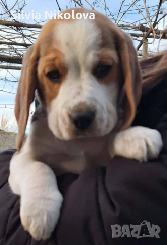 Бигълчета! , снимка 5 - Бигъл - 53114953