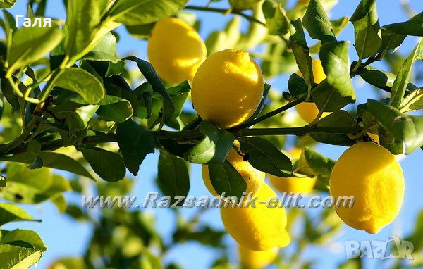 Цитруси, Лимон,Портокал,Мандарина, снимка 2 - Градински цветя и растения - 38282369