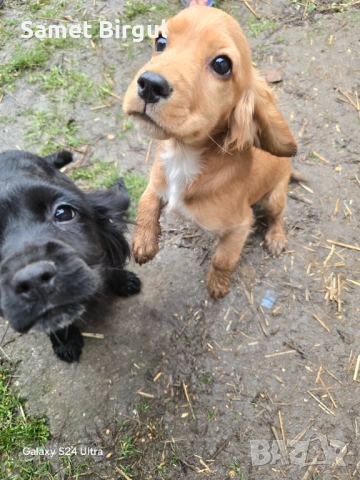 Jivotno, снимка 6 - Кокер шпаньол - 52920920