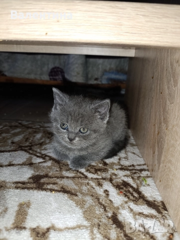 Британска късокосместа, снимка 9 - Британска късокосместа - 52705749