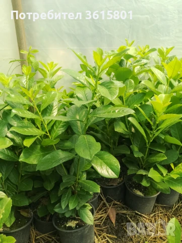 Лавровишна 4лв за бр., снимка 3 - Разсади - 50965951