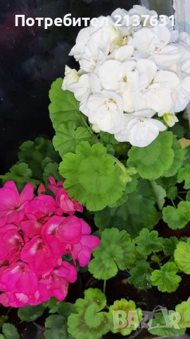 НИСКОСТЕБЛЕНО МУШКАТО   , снимка 1