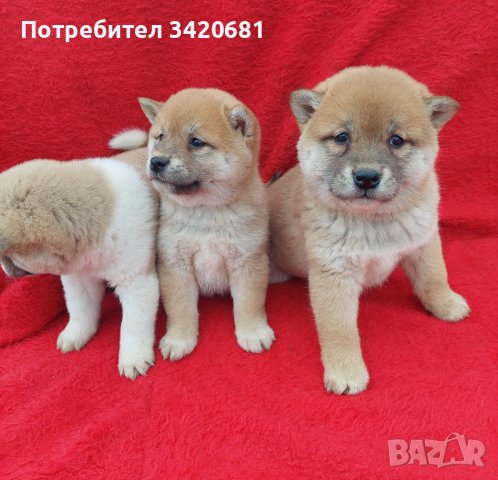 Shiba inu шиба Ину , снимка 3 - Шиба ину - 43622537