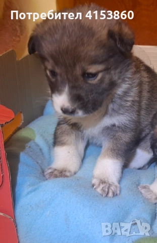 Сладко женско кученце с бяло петънце, снимка 2 - Други - 53531957