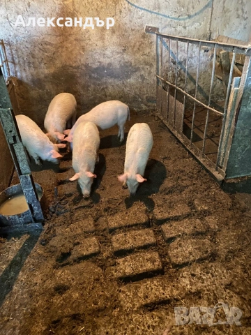 Продаваме малки прасенца, снимка 3 - Прасета - 53152625