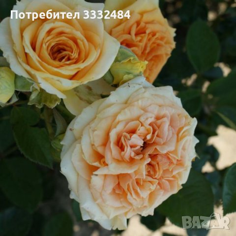 Роза 47