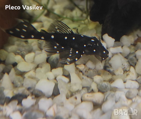 Продавам Ancistrus L107/L184, снимка 1