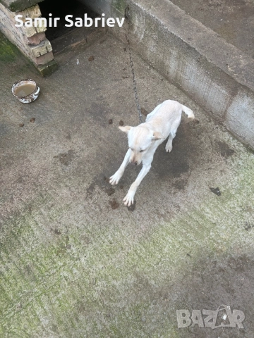 Продавам Кучета , снимка 7 - Други - 52864247