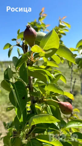 Овощни градини Сливи и круши , снимка 7 - Земеделска земя - 48894419