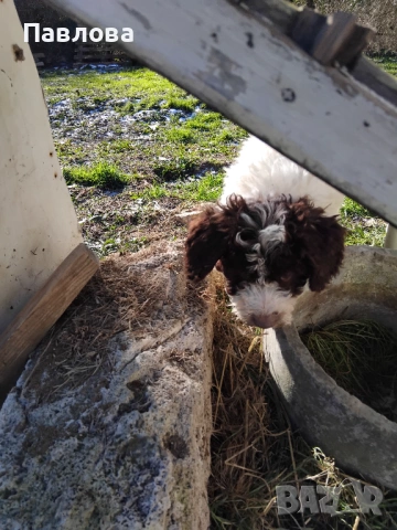 Продавам кученца лагото романьоло, снимка 5 - Други - 53065220