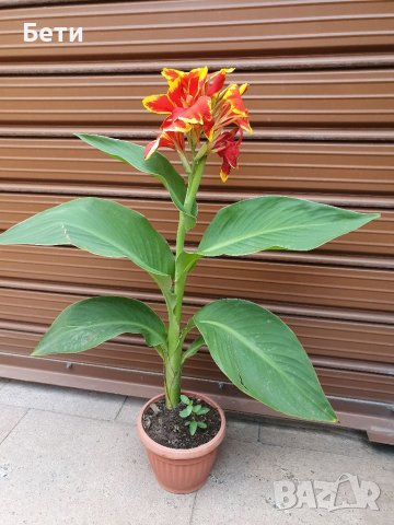 Индийска канна , снимка 6 - Градински цветя и растения - 37414321