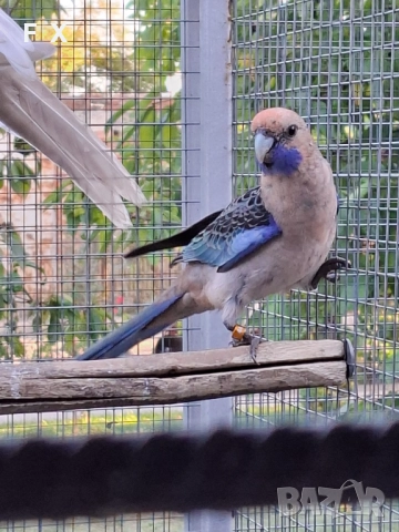 penantovi rozeli   , снимка 17 - Папагали - 51343821