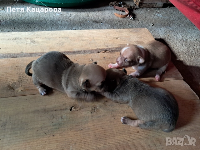 ✨ Чихуахуа кученце търси ново любящо семейство! ✨  , снимка 3 - Чихуахуа - 52674806