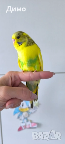 Изложбено вълнисто бебе, снимка 4 - Папагали - 52685376