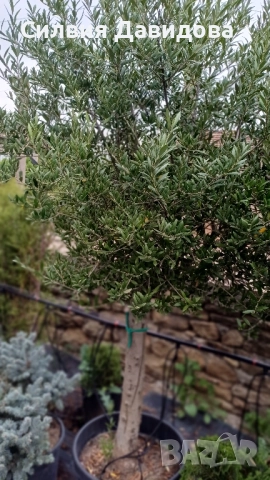 Маслина Европейска, снимка 17 - Градински цветя и растения - 52508763