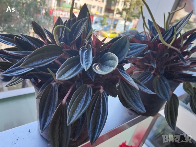 продавам Цветя Пеперомия – 4 налични саксии, снимка 8 - Стайни растения - 50805271