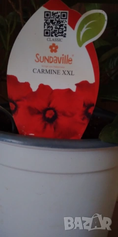 Дипладения,Мандевила , снимка 2 - Стайни растения - 53105529