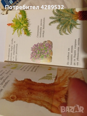 Larousse Моята първа енциклопедия. Растенията., снимка 4 - Детски книжки - 53433787