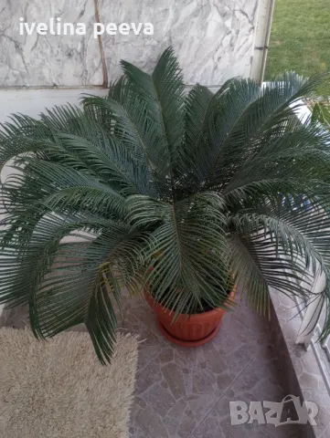 Палма Цикас, снимка 8 - Градински цветя и растения - 45891628