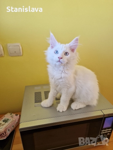 котенца Мейн Куун, снимка 7 - Мейн кун - 52773357