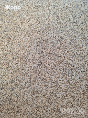 Продавам лудо просо , снимка 2 - други­ - 53003501