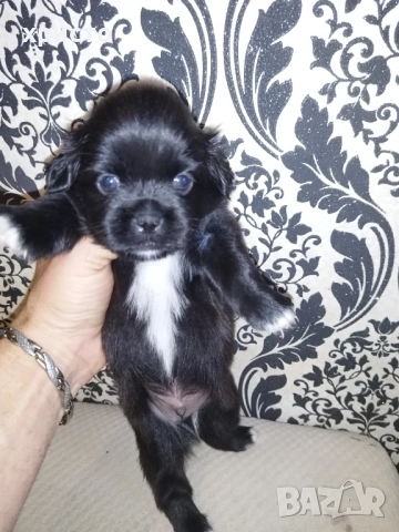 Чистокръвни Пекинези!!, снимка 11 - Пекинез - 52438303