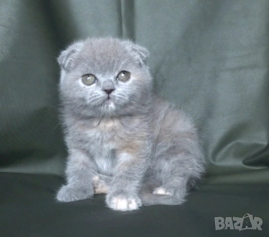 Клепоухо женско котенце, снимка 9 - Британска късокосместа - 53322558