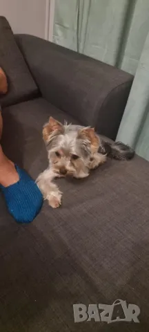 Мъжко йорки за разплод, снимка 3 - Йоркширски териер - 48523455