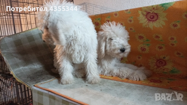 Пудел Кралски , снимка 5 - Пудели - 52439727