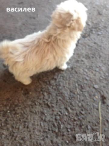 болонки, снимка 5 - Болонка - 50635002