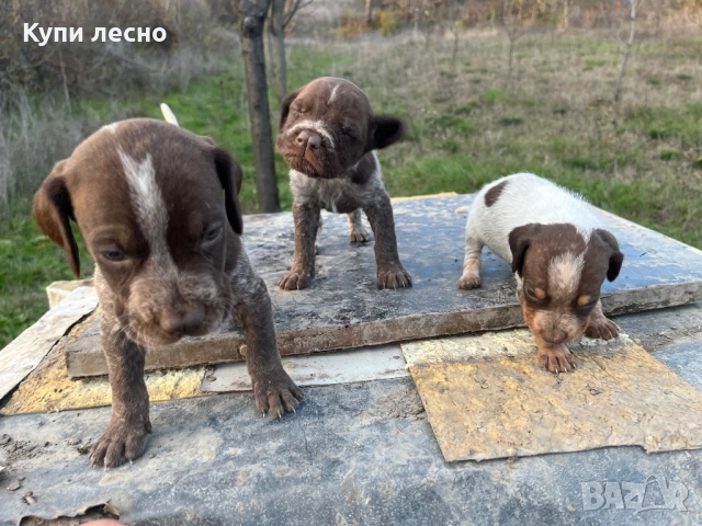 Кученца за трюфели , снимка 13 - Други - 51565937