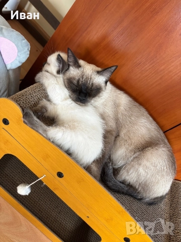 Породисто котенце, снимка 5 - Ангорски - 52003240