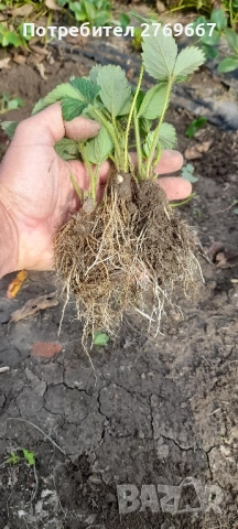 Разсад Ягоди Gorella, снимка 2 - Разсади - 52059439