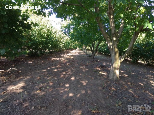 Орехова градина - 20 дка, снимка 4 - Земеделска земя - 26262761