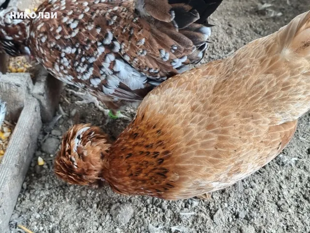 продавам яйца от бреговска джинка, снимка 7 - други­ - 49700485