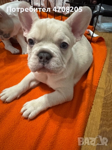 Френски булдог- бебета, снимка 4 - Френски булдог - 53089064