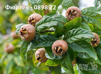 Мушмула , снимка 2 - Разсади - 43505790