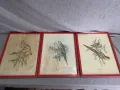 три  Цветни литографии Папагали   Печат , снимка 1