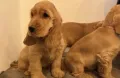 Английски кокер шпаньоли, снимка 5