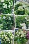 Хортензия БЯЛА , снимка 1 - Градински цветя и растения - 40915948