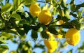 Цитруси, Лимон,Портокал,Мандарина, снимка 2