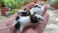 Подарявам мишки панди , снимка 1 - Други - 44929233
