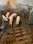 Продаваме малки прасенца, снимка 3