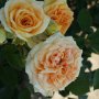 Роза 47, снимка 1 - Градински цветя и растения - 37001516
